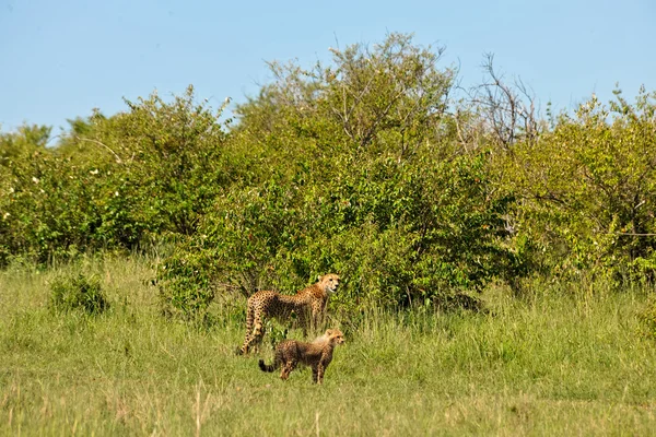 Africa — Stock Photo, Image