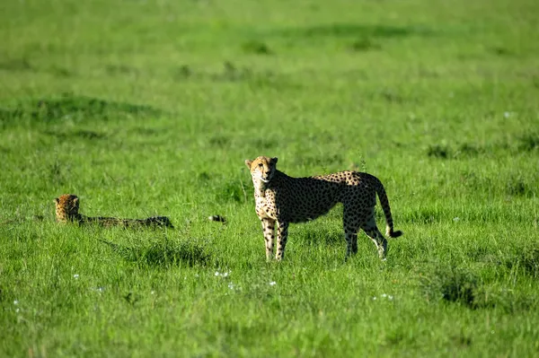 Afrika — Stockfoto