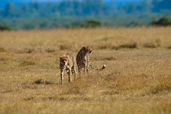 Africa — Stock Photo, Image