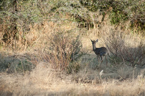 Dikdik — Zdjęcie stockowe