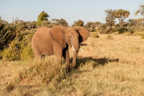 Safari Photo De Stock