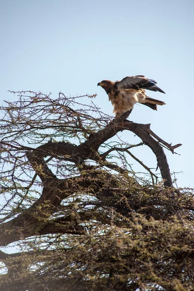 Afrika — Stok fotoğraf