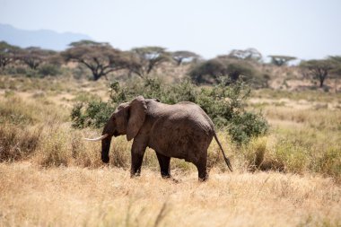 Afrika