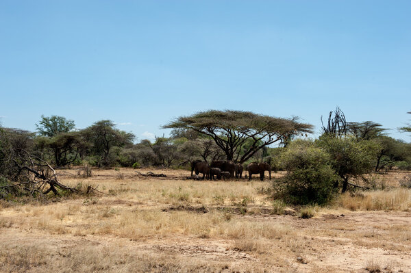 Elephant in the savannah of kenya