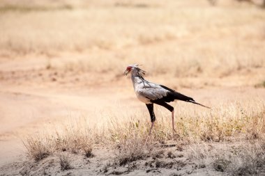 Secretarybird
