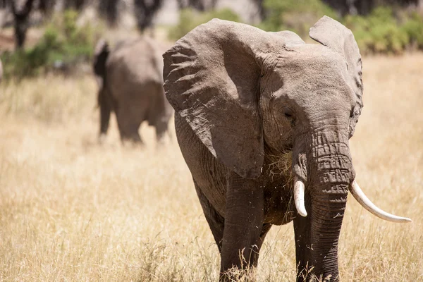 Africa — Stock Photo, Image