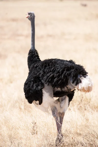 Ostrich — Stock Photo, Image