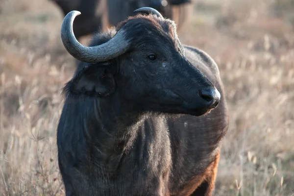 BURFALO — Stockfoto