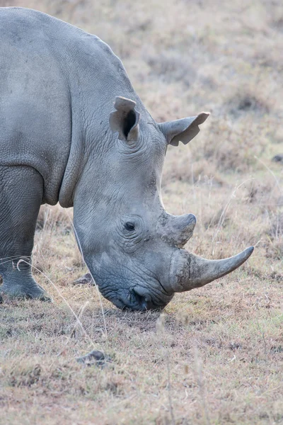 Rhino — Stock Photo, Image