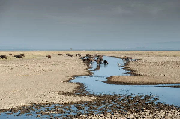 Buffels — Stockfoto