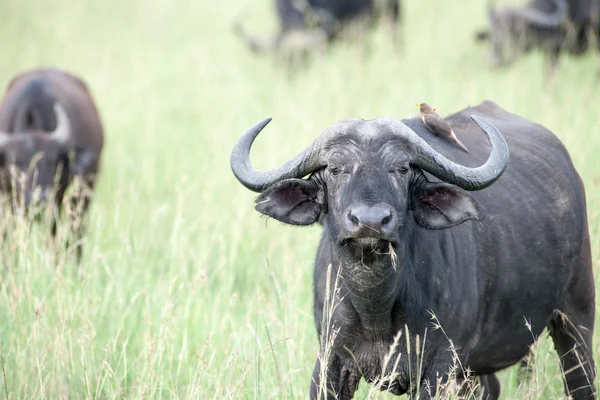 BURFALO — Stockfoto