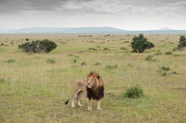Aslan