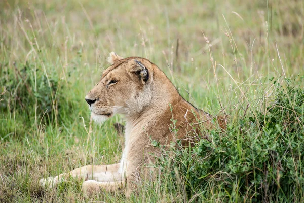 Leeuw — Stockfoto