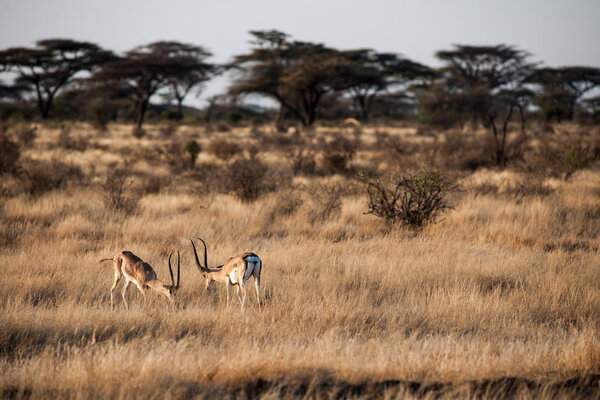 impala