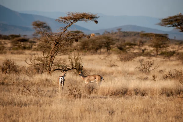 Impala — Zdjęcie stockowe