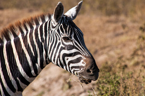 Zebra in the wide of africa