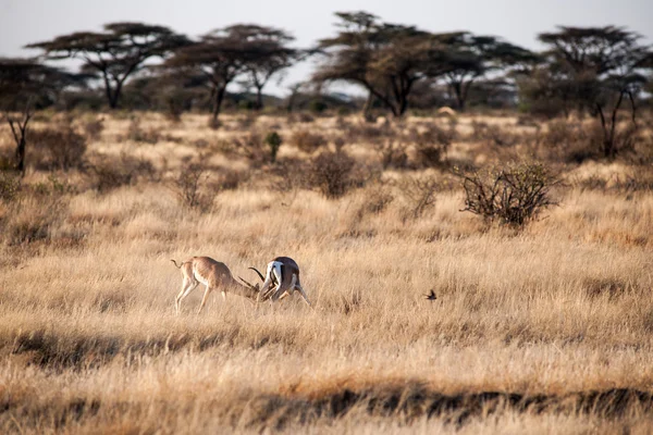 Impala — Photo