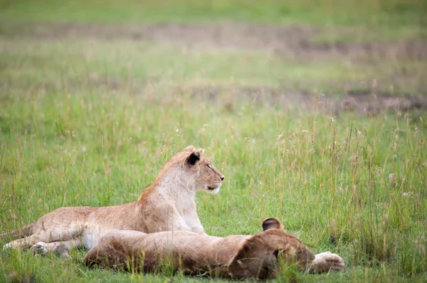 Leone. — Foto Stock