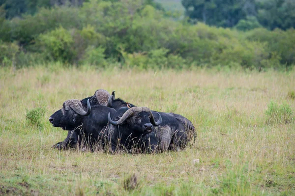 Buffalo — Stok Foto