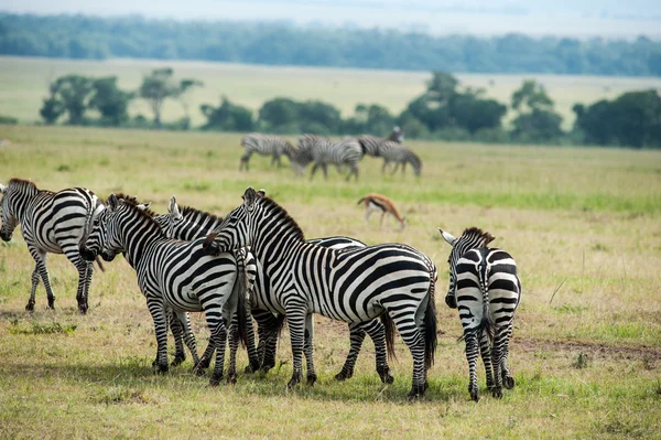 Zebra — Stock Fotó