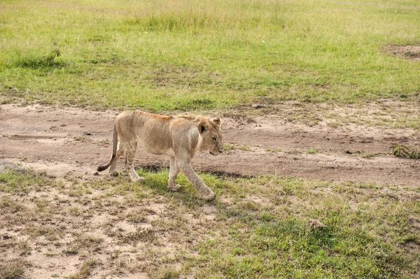 Aslan — Stok fotoğraf