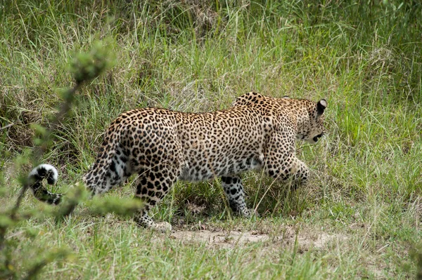 Leopardo — Foto Stock