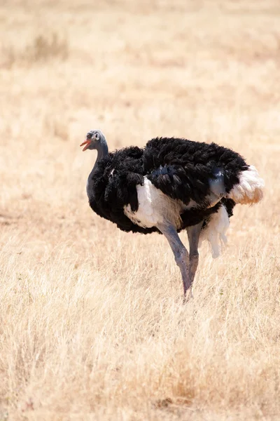 Ostrich — Stock Photo, Image