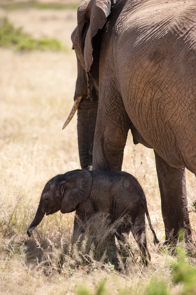 Baby — Stockfoto