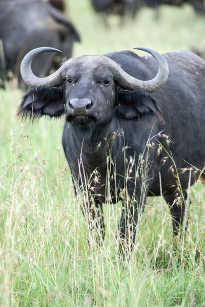 BURFALO — Stockfoto