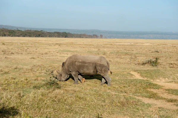 Rhino — Stock Photo, Image