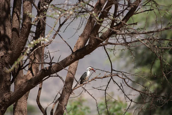 Hornbill. — Foto de Stock