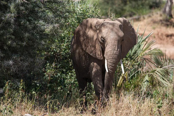 Słoń — Zdjęcie stockowe