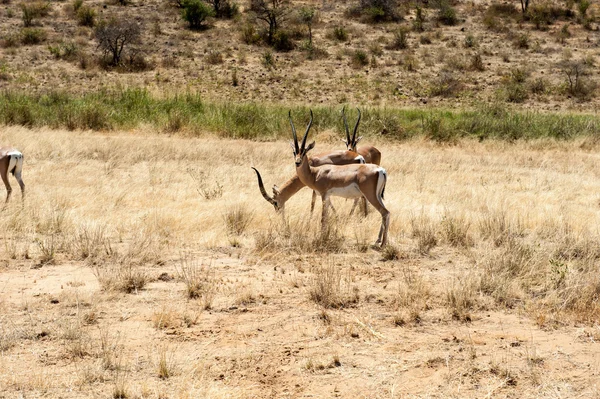 Impala — Zdjęcie stockowe