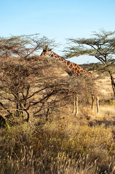 Giraffe — Stock Photo, Image