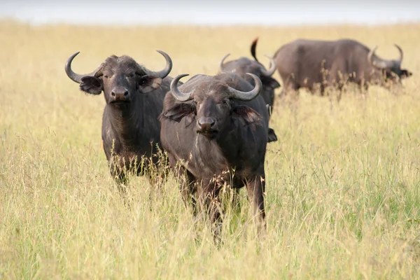 Buffalo — Stock Photo, Image