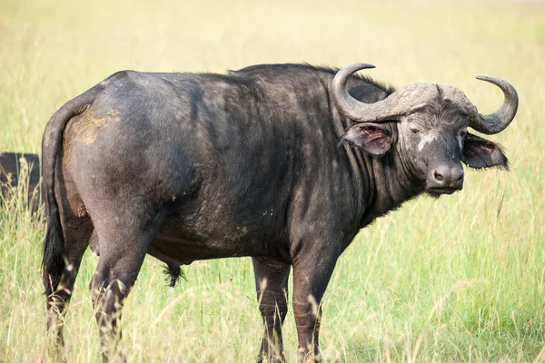 Búfalo — Foto de Stock