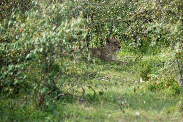 Löwe — Stockfoto