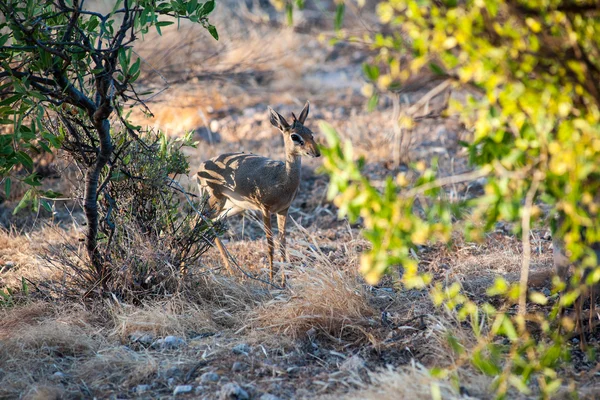 Dikdik — Stockfoto