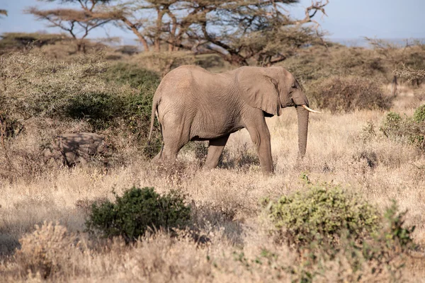 Art af elefant - Stock-foto