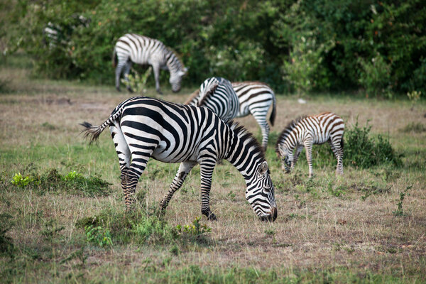 Zebra in the wide of africa