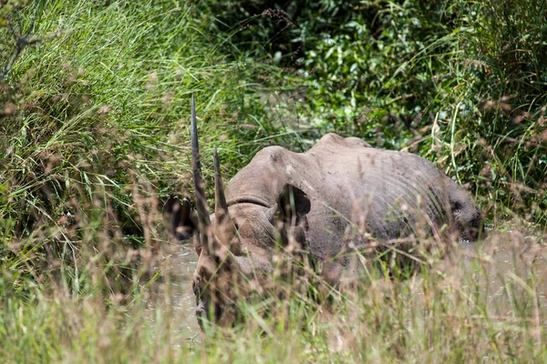 Nashorn — Stockfoto