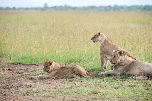 Lion — Stock Photo, Image