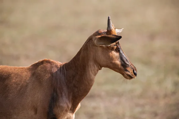 Topi-Antilope — Stockfoto