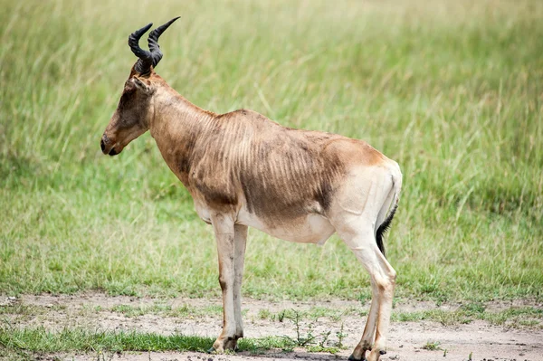 Topi antelope — Stock Photo, Image