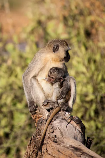 Macaco. — Fotografia de Stock