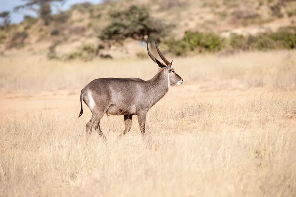 Oryxantilop — Stockfoto