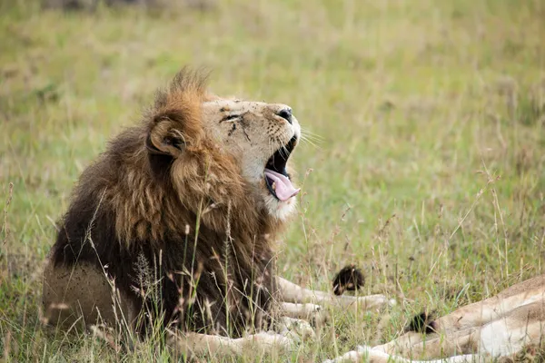 Lion — Stock Photo, Image