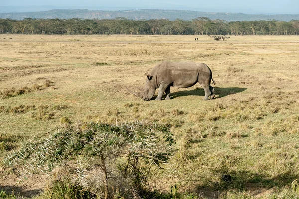 Rhino — Stock Photo, Image