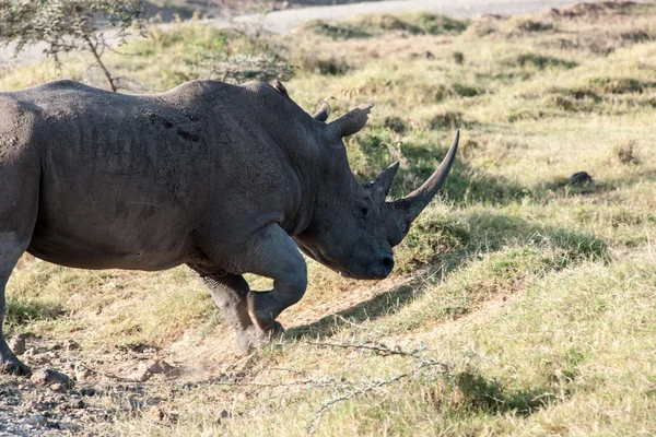 Rhino — Stock Photo, Image