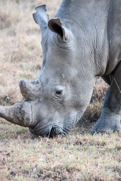 Rhino — Stock Photo, Image